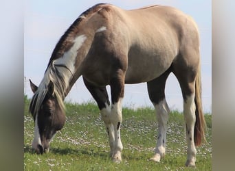 American Paint Horse, Hengst, 4 Jahre, 155 cm, Grullo