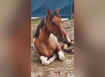 American Paint Horse, Hengst, 5 Jahre, 145 cm, Tobiano-alle-Farben