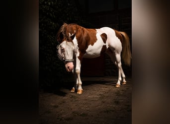 American Paint Horse, Hengst, 6 Jaar, 145 cm, Overo-alle-kleuren