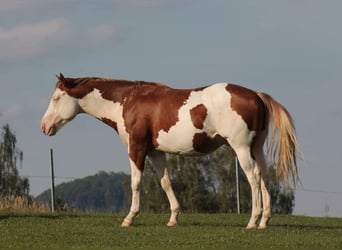 American Paint Horse, Hengst, 6 Jaar, 145 cm, Overo-alle-kleuren