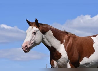 American Paint Horse, Hengst, 6 Jahre, 145 cm, Overo-alle-Farben