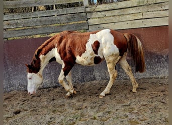 American Paint Horse, Hengst, 6 Jahre, 145 cm, Overo-alle-Farben