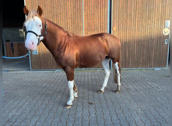 American Paint Horse, Hengst, 6 Jahre, Overo-alle-Farben