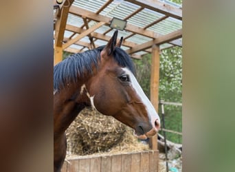 American Paint Horse, Hengst, 7 Jaar, 150 cm, Gevlekt-paard