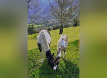 American Paint Horse, Hengst, 7 Jaar, 155 cm, Grullo