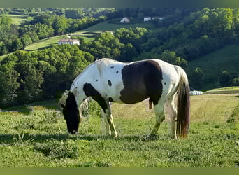American Paint Horse, Hengst, 7 Jaar, 155 cm, Grullo