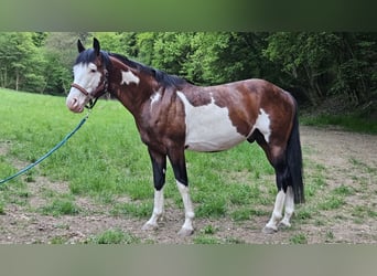 American Paint Horse, Hengst, 7 Jahre, 150 cm, Overo-alle-Farben