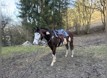 American Paint Horse, Hengst, 7 Jahre, 150 cm, Schecke