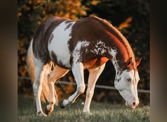 American Paint Horse, Hengst, 8 Jahre, 145 cm, Fuchs