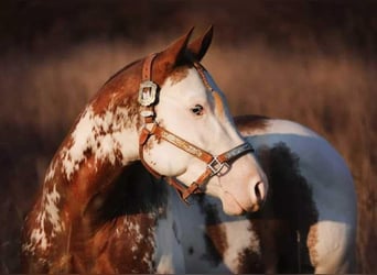 American Paint Horse, Hengst, 8 Jahre, 145 cm, Fuchs