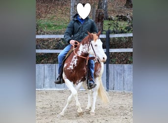American Paint Horse, Hengst, 8 Jahre, 145 cm, Fuchs