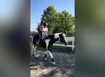 American Paint Horse, Hengst, 9 Jaar, 148 cm, Tobiano-alle-kleuren