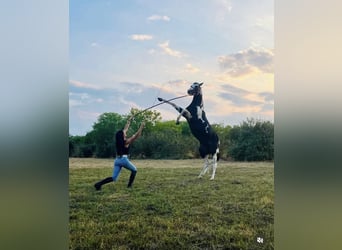 American Paint Horse, Hengst, 9 Jaar, 153 cm, Gevlekt-paard