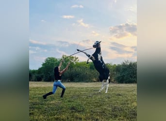 American Paint Horse, Hengst, 9 Jaar, 154 cm, Gevlekt-paard