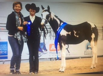 American Paint Horse, Hengst, 9 Jahre, 148 cm, Tobiano-alle-Farben