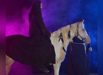 American Paint Horse, Hengst, 9 Jahre, 149 cm, Champagne