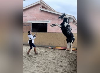 American Paint Horse, Hengst, 9 Jahre, 153 cm, Schecke