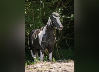 American Paint Horse, Hengst, 9 Jahre, 153 cm, Schecke