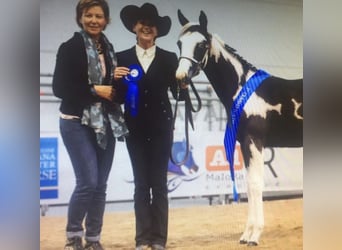 American Paint Horse, Hengst, 9 Jahre, 153 cm, Schecke