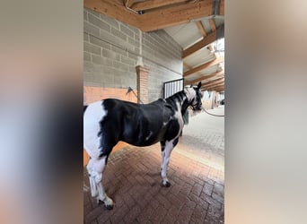 American Paint Horse, Hengst, 9 Jahre, 153 cm, Schecke