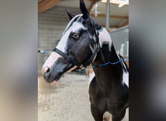 American Paint Horse, Hengst, 9 Jahre, 154 cm, Schecke