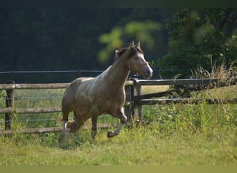 American Paint Horse, Hengst, 6 Jahre, 160 cm, Champagne