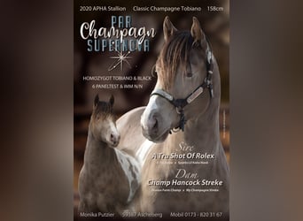 American Paint Horse, Hengst, 6 Jahre, 160 cm, Champagne