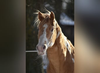 American Paint Horse, Hengst, 27 Jahre, 154 cm, Champagne