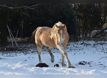 American Paint Horse, Hengst, 27 Jahre, 154 cm, Champagne