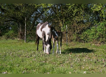 American Paint Horse, Hengst, Fohlen (04/2025), 150 cm, Overo-alle-Farben