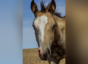 American Paint Horse, Hengst, Fohlen (05/2026), 152 cm, Buckskin