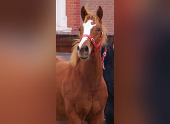 American Paint Horse, Hengst, Fohlen (03/2025), 152 cm, Fuchs