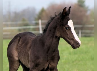 American Paint Horse, Hengst, Fohlen (04/2026), 152 cm, Rappe