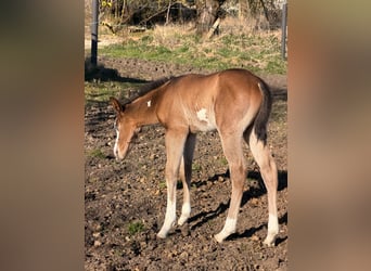 American Paint Horse, Hengst, Fohlen (03/2026), 153 cm, Brauner