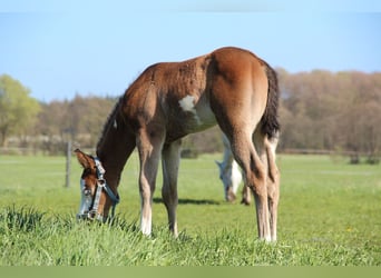 American Paint Horse, Hengst, Fohlen (03/2026), 153 cm, Brauner