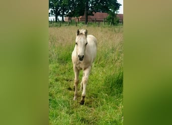 American Paint Horse, Hengst, Fohlen (04/2026), 153 cm, Buckskin