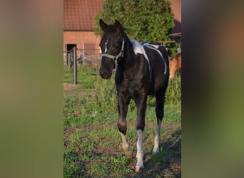 American Paint Horse, Hengst, Fohlen (06/2026), 153 cm, Tobiano-alle-Farben