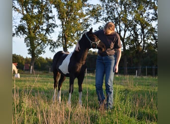 American Paint Horse, Hengst, Fohlen (06/2026), 153 cm, Tobiano-alle-Farben