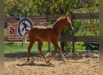 American Paint Horse, Hengst, Fohlen (04/2026), 154 cm, Fuchs