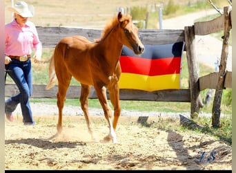 American Paint Horse, Hengst, Fohlen (04/2026), 154 cm, Fuchs