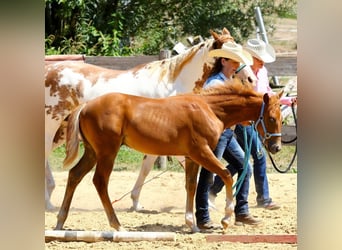 American Paint Horse, Hengst, Fohlen (04/2026), 154 cm, Fuchs