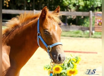 American Paint Horse, Hengst, Fohlen (04/2026), 154 cm, Fuchs