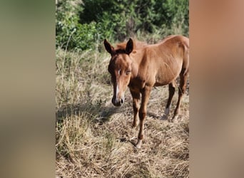 American Paint Horse, Hengst, Fohlen (04/2026), 155 cm, Fuchs
