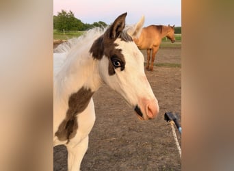 American Paint Horse Mix, Hengst, Fohlen (01/2026), 155 cm, Overo-alle-Farben