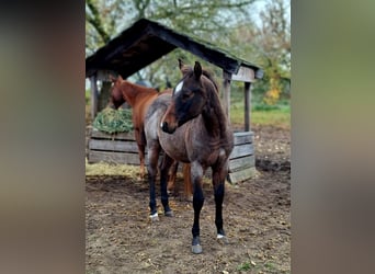 American Paint Horse, Hengst, Fohlen (06/2026), 155 cm, Roan-Bay