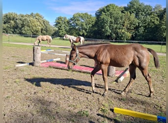 American Paint Horse, Hengst, Fohlen (06/2026), 155 cm, Roan-Bay