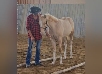 American Paint Horse, Hengst, Fohlen (03/2026), 155 cm