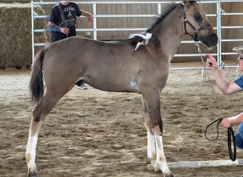 American Paint Horse, Hengst, Fohlen (03/2026), 155 cm