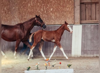 American Paint Horse, Hengst, Fohlen (05/2026), 158 cm, Overo-alle-Farben