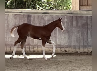 American Paint Horse, Hengst, Fohlen (05/2026), 158 cm, Overo-alle-Farben